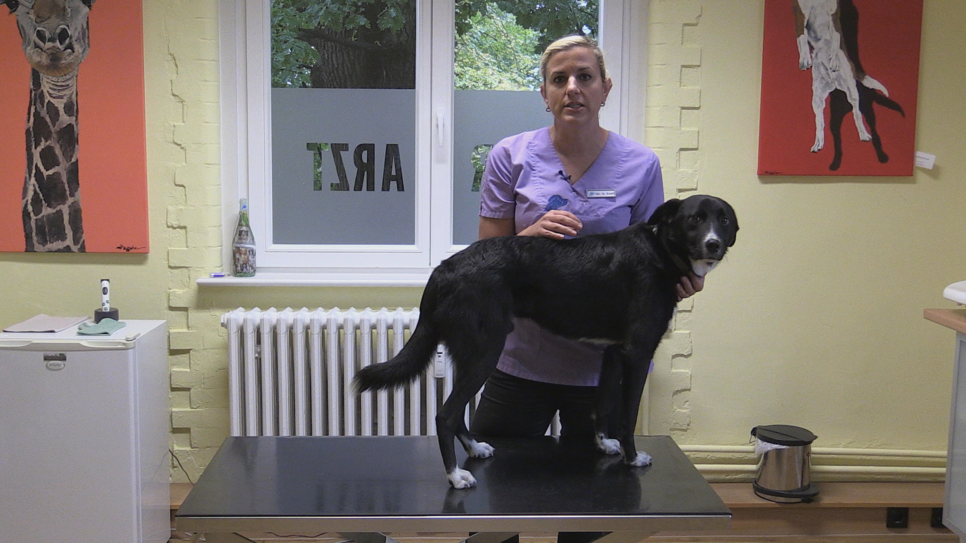 Zähne putzen beim Hund