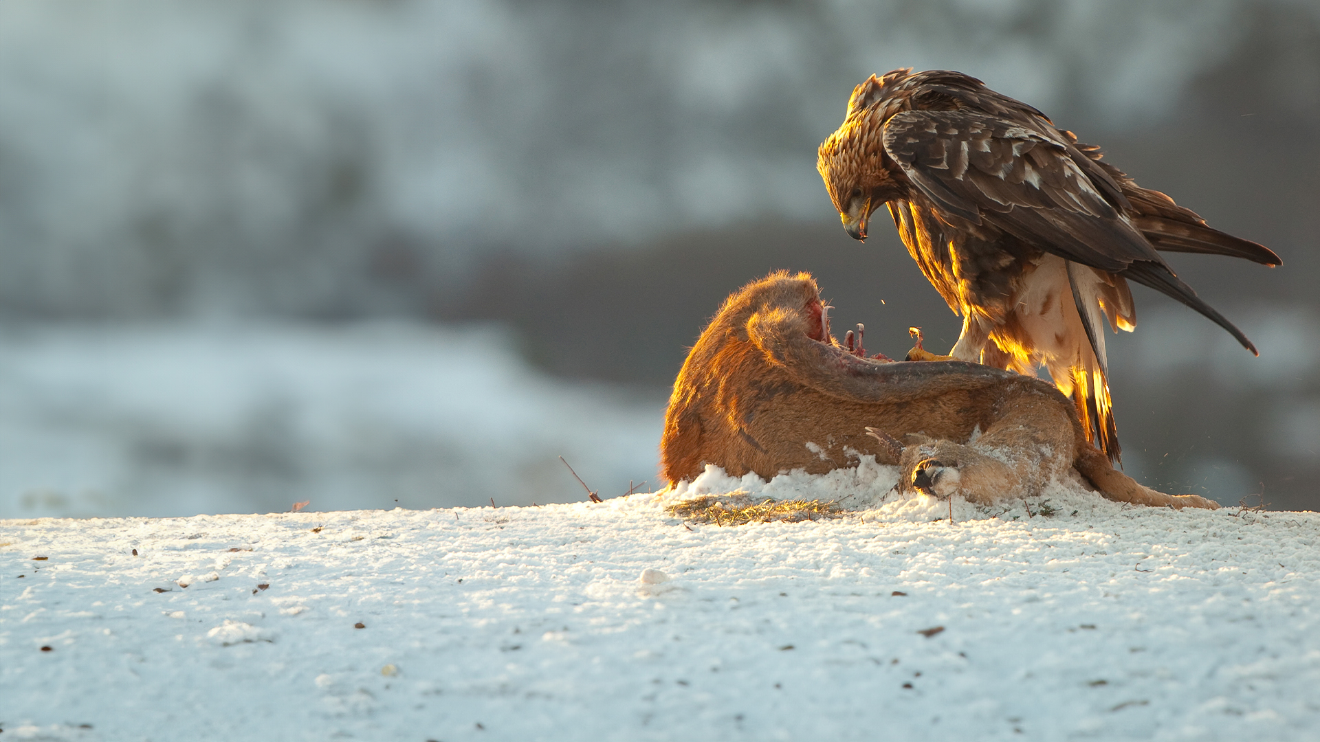 King of the Mountains