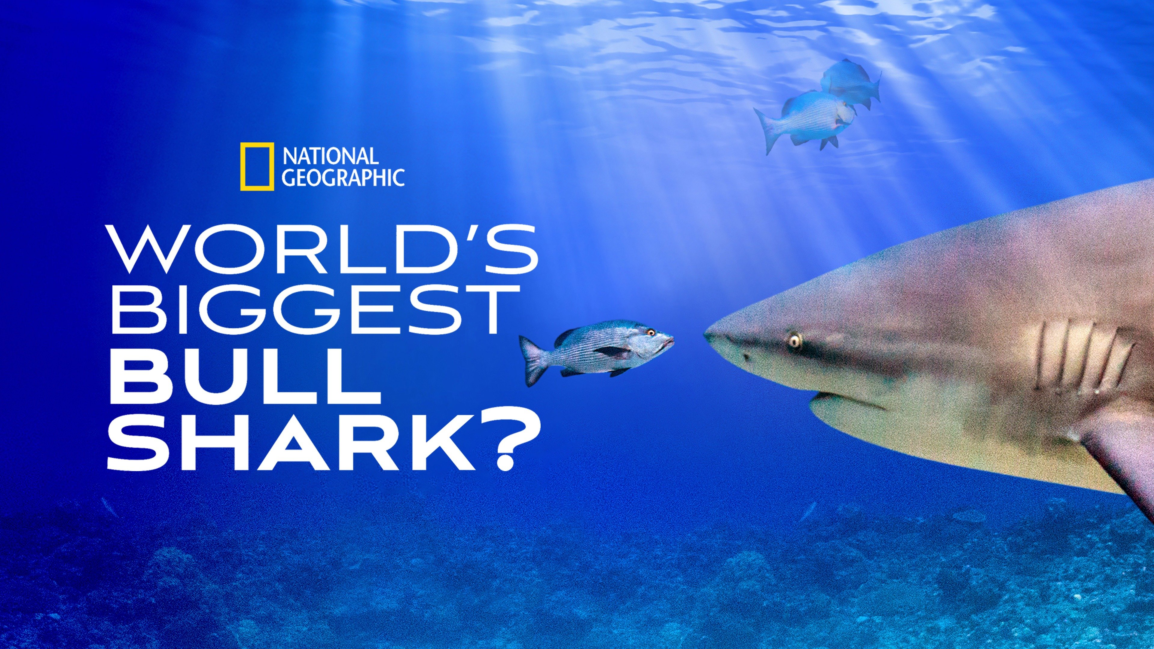 World's Biggest Bull Shark?