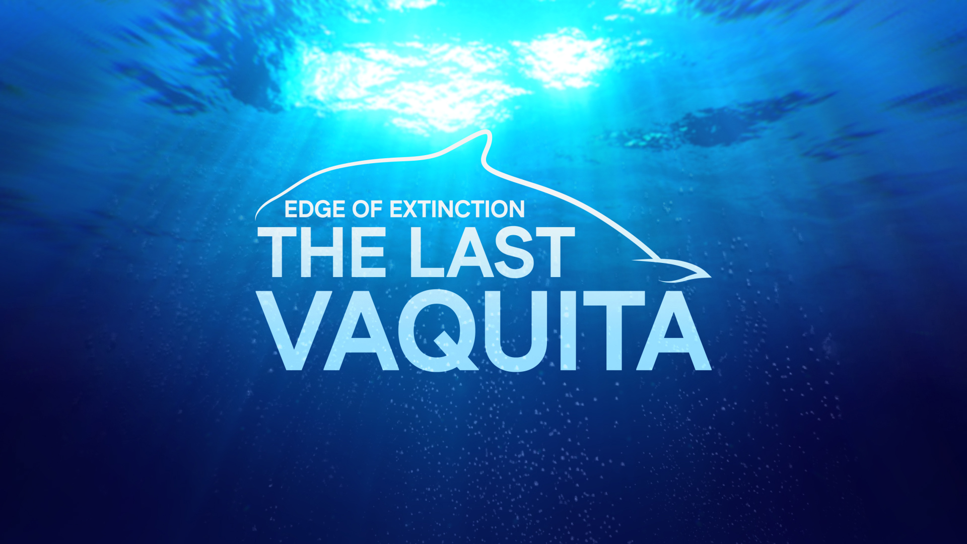 Edge of Extinction: The Last Vaquita