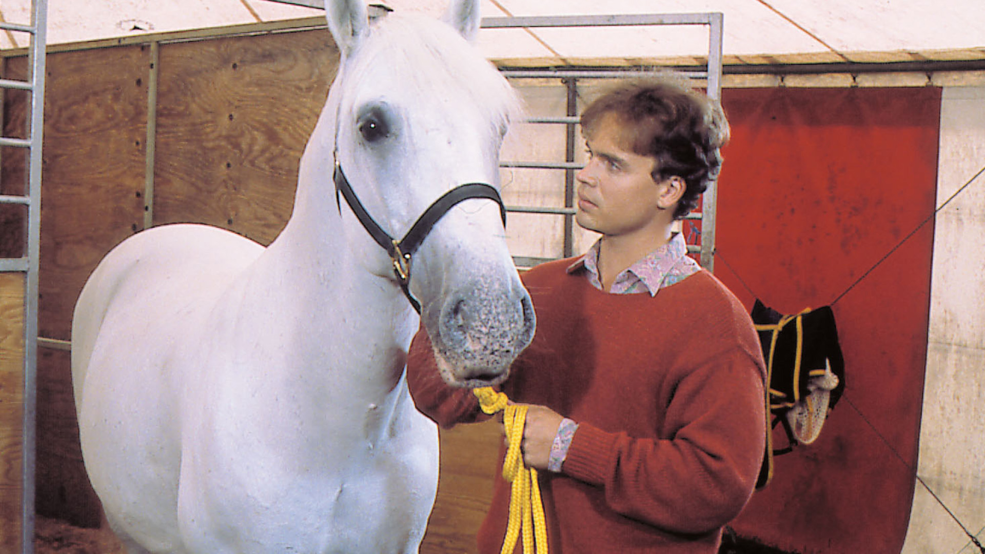 Mein Freund der Lipizzaner