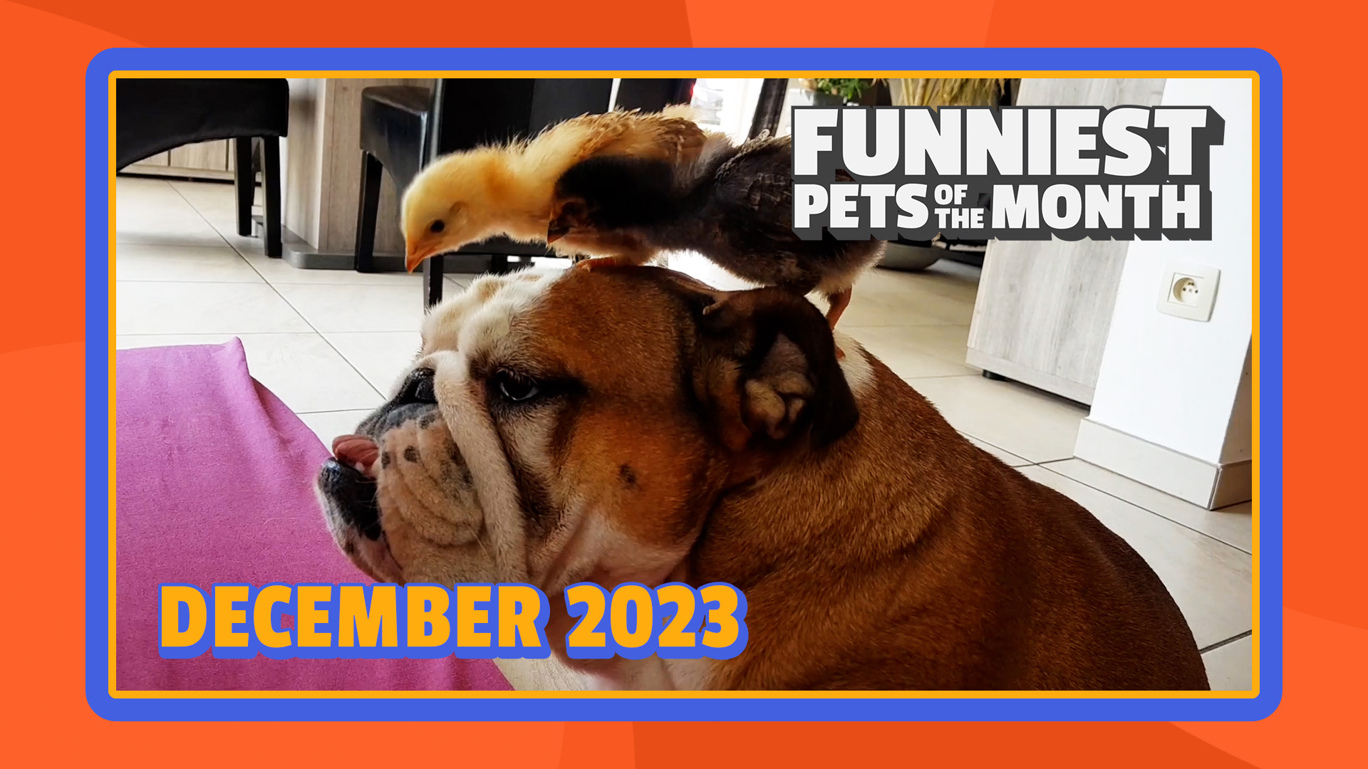 Funniest Pets of the Month