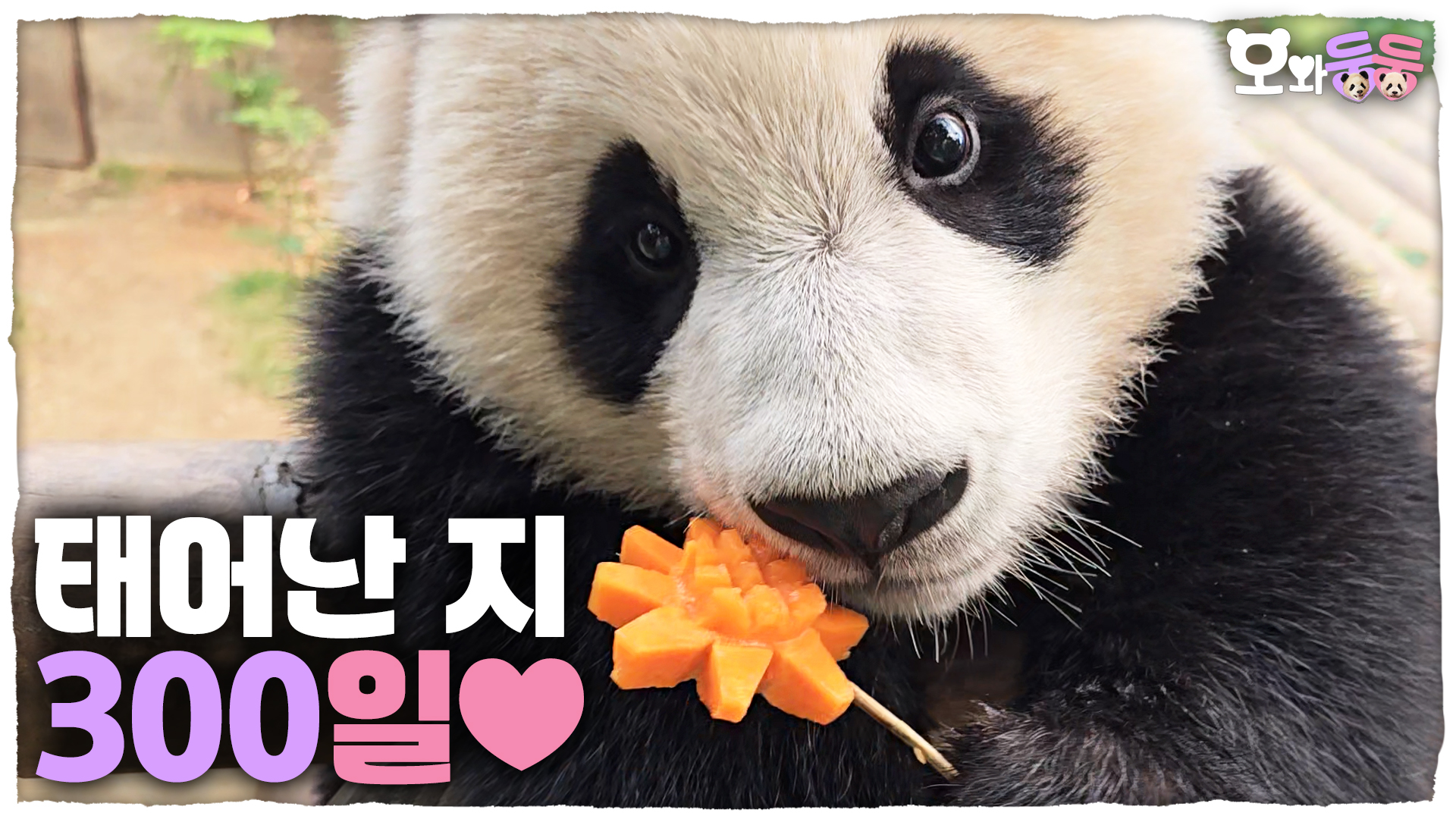 “루이후이의 300일을 축하해” 오바오가 준비한 선물을 받은 루후의 깜찍한 반