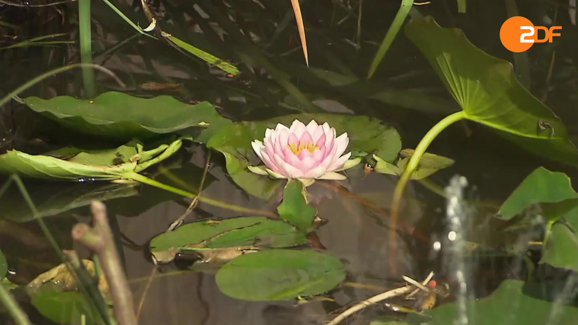 Duell der Gartenprofis