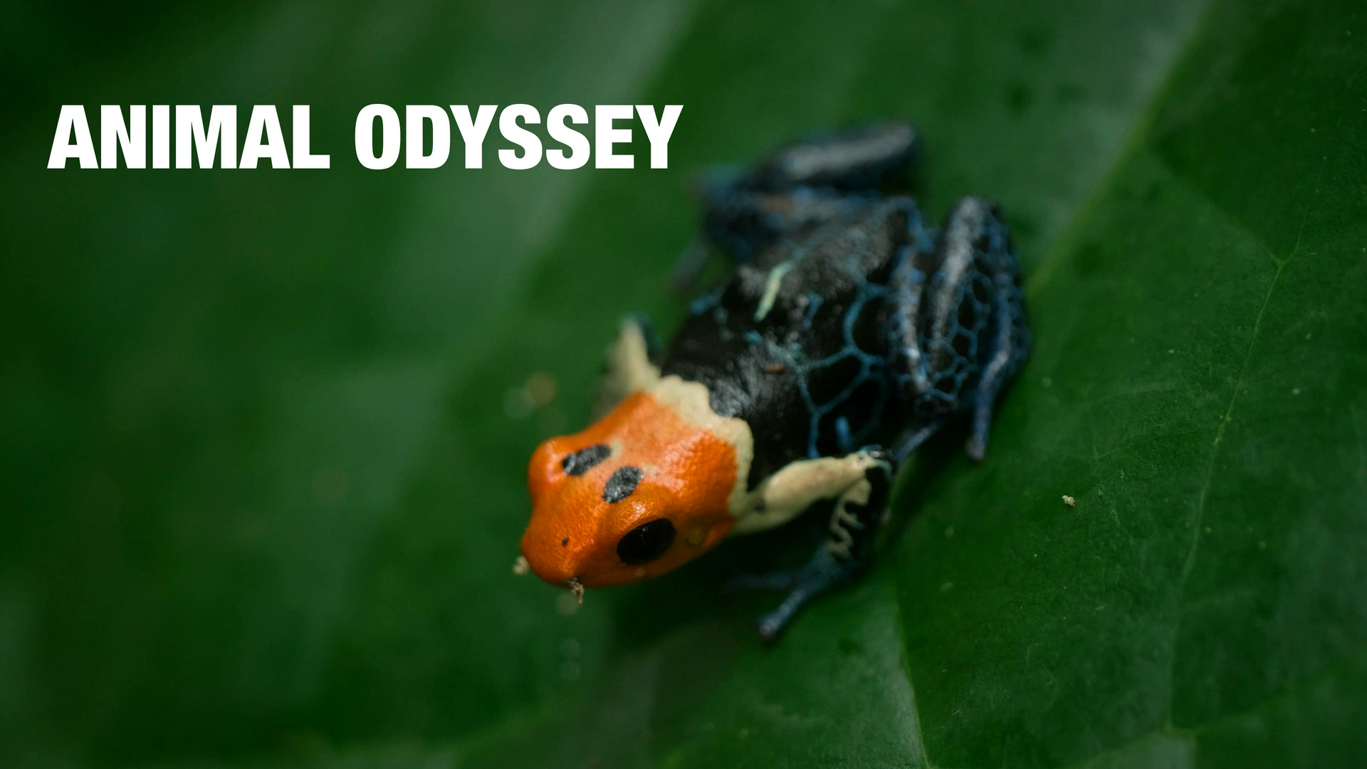 Animal Odyssey