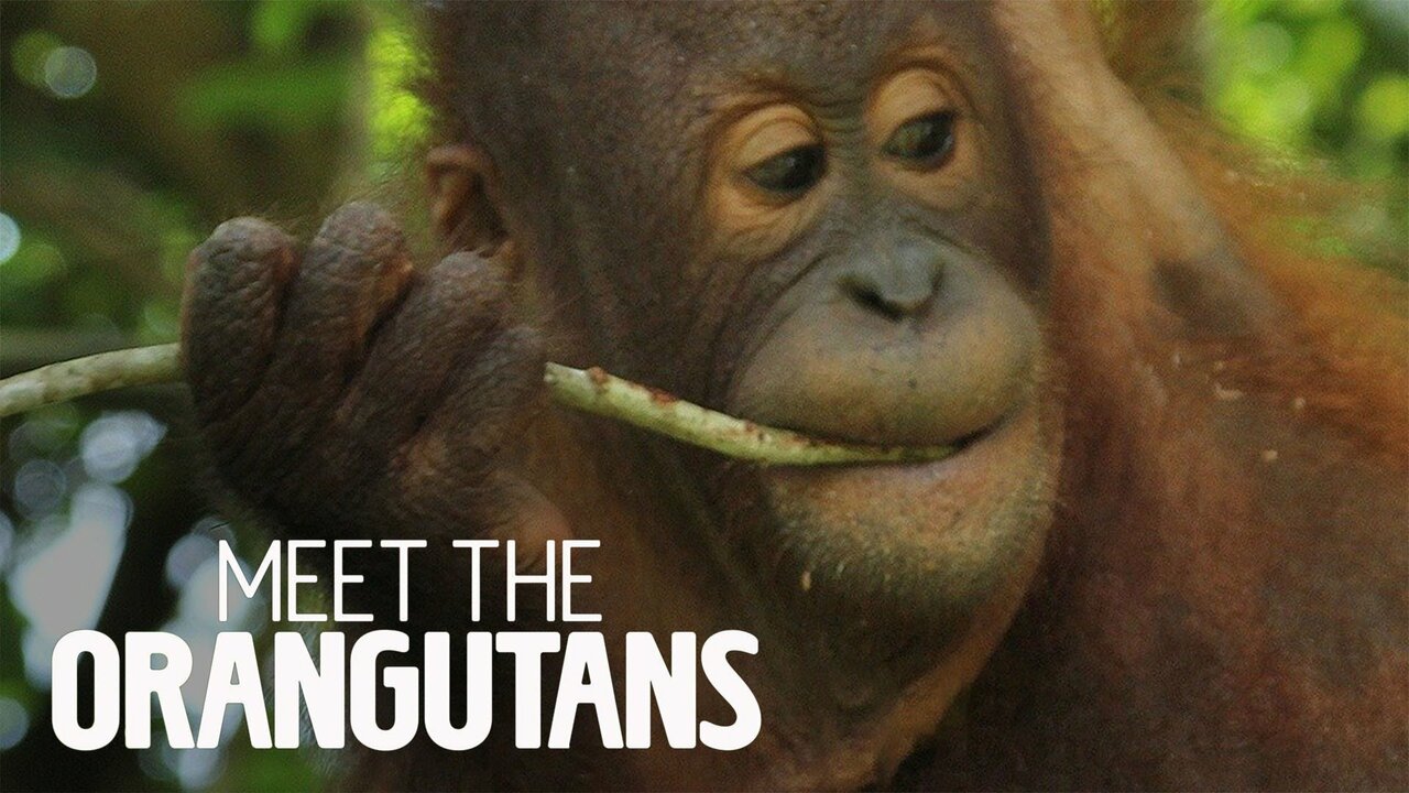 Meet the Orangutans: Dealing With Stubbornness and Illness