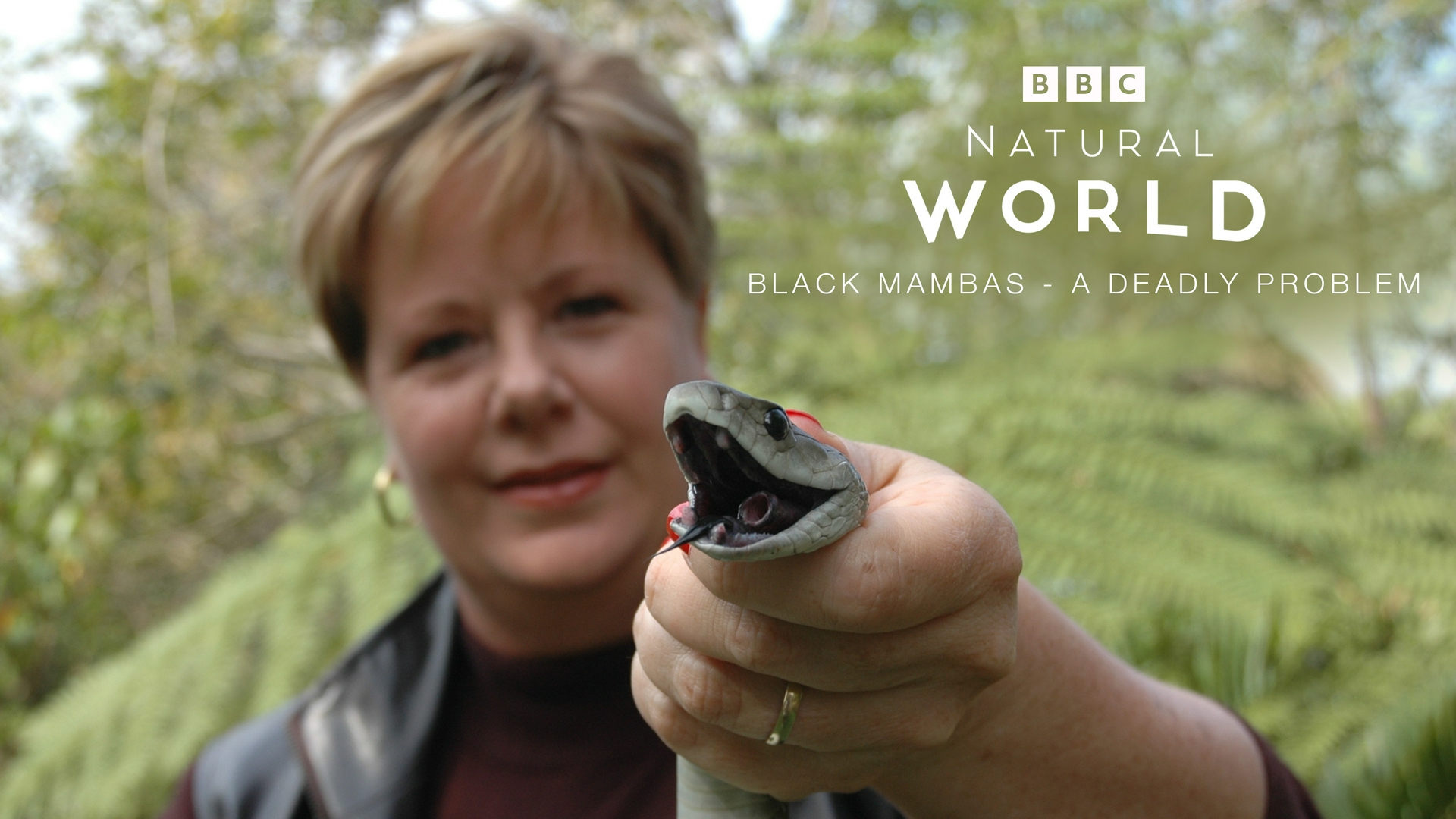 Eco: el elefante inolvidable: Mundo natural Mambas negras: un problema mortal:  Mundo natural