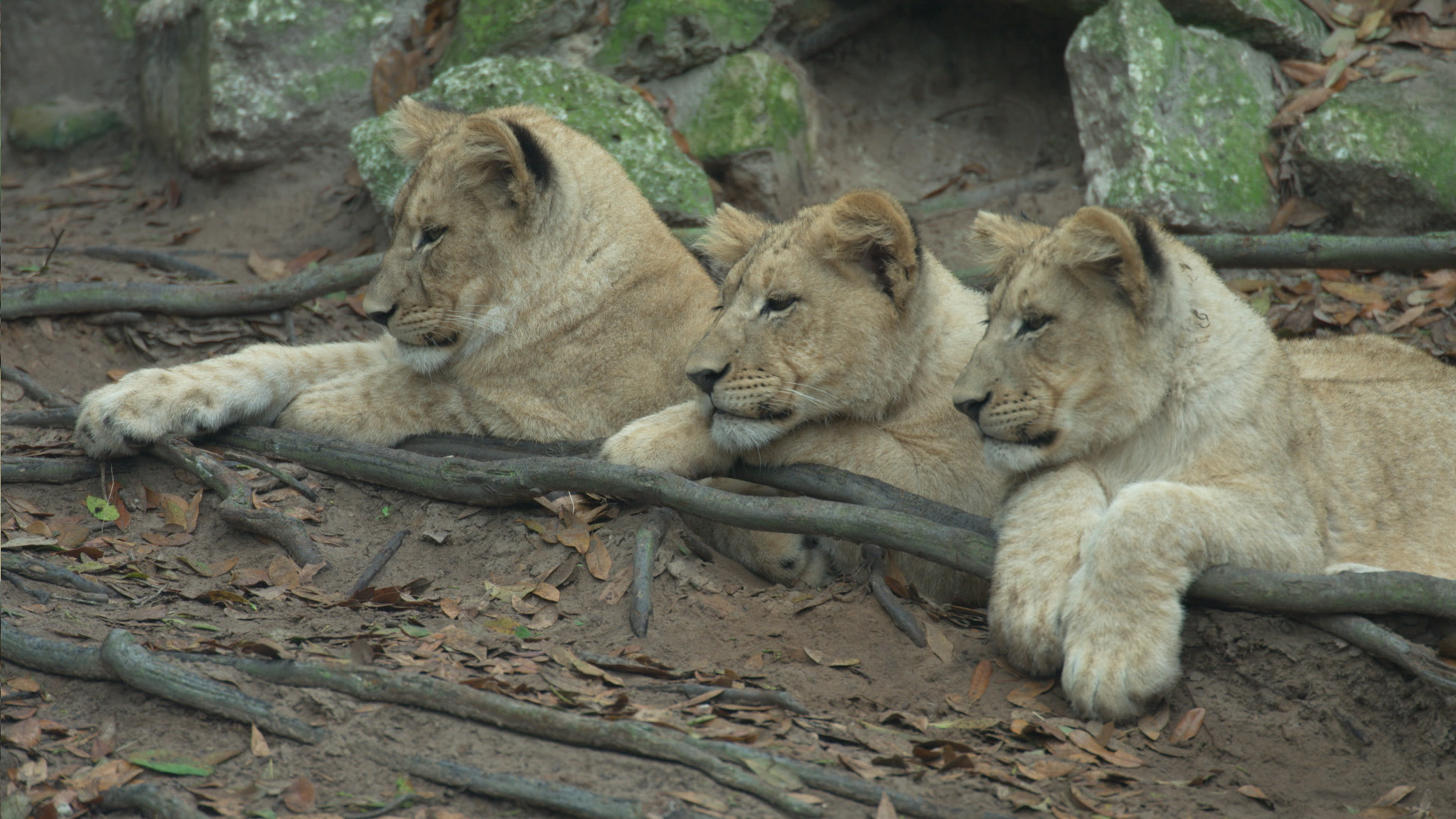 Predatori al vertice