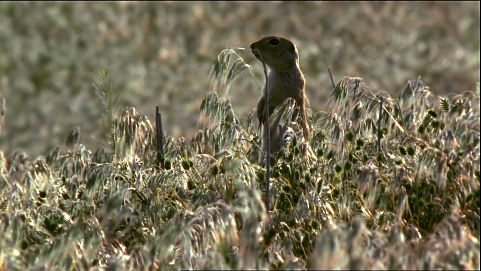 Tiere vor der Kamera