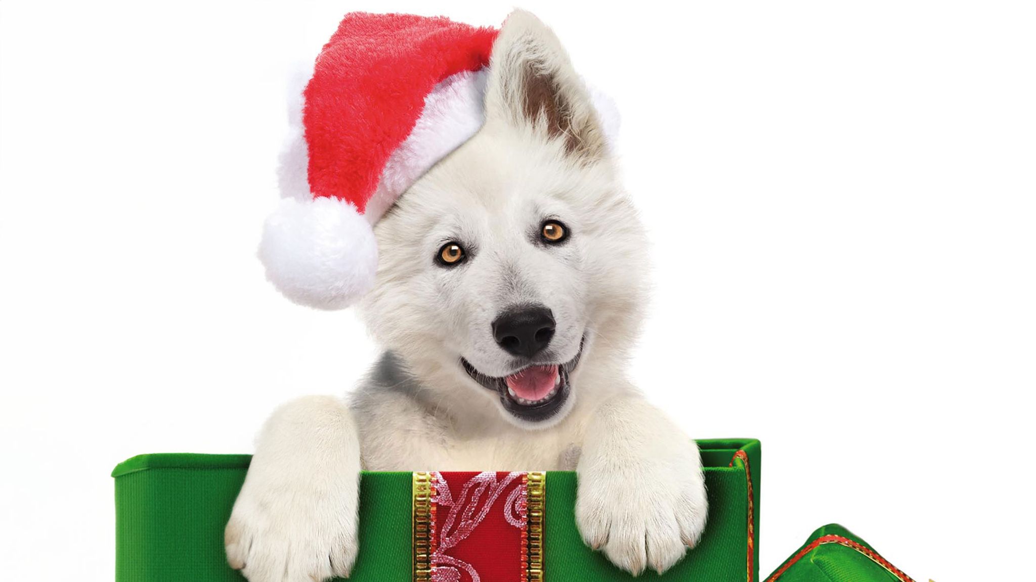 Ein Hundewelpe zum Weihnachtsfest