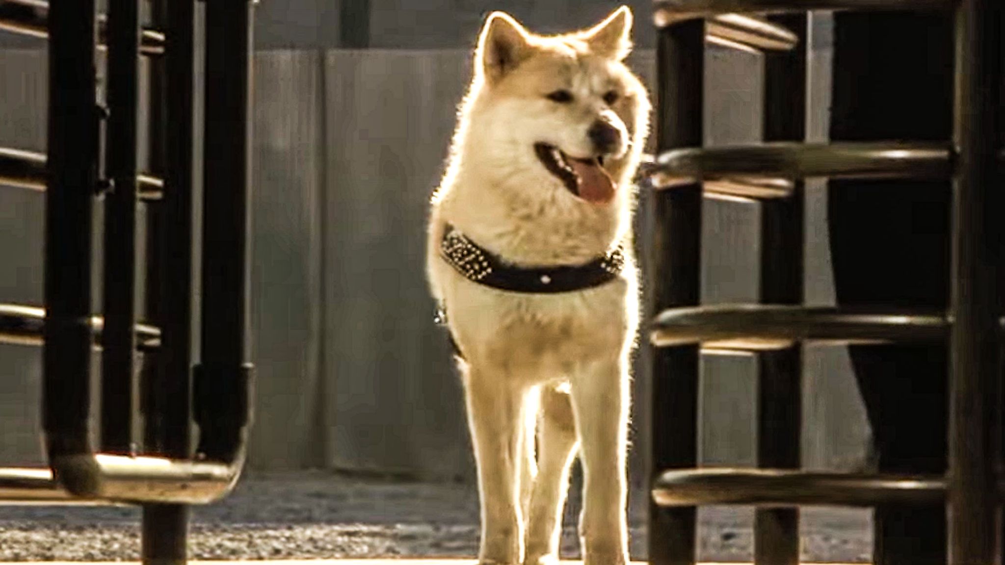 Hachiko – Wahre Freundschaft währt ewig