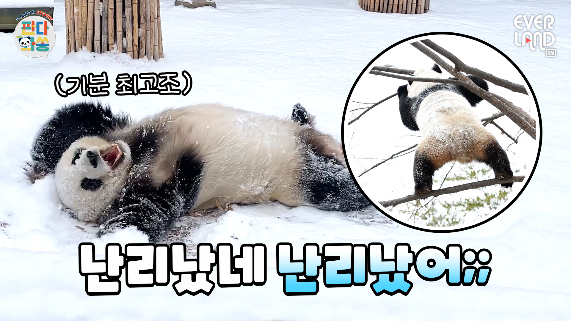 바오부녀 넘 귀여워서 도라방스ㅋㅋㅋ 84회