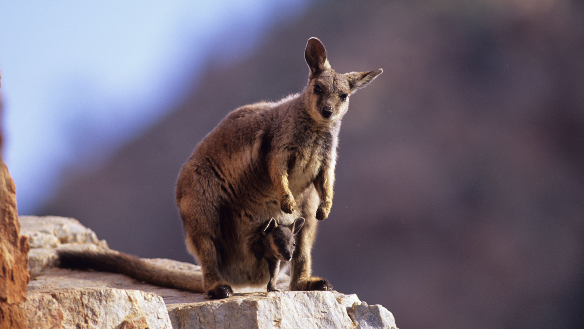 Neue Heimat für die Felskängurus