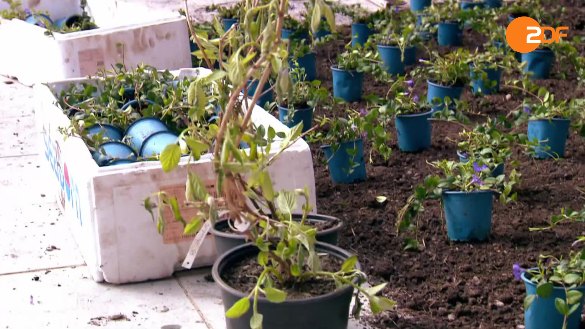 Duell der Gartenprofis, Staffel 5