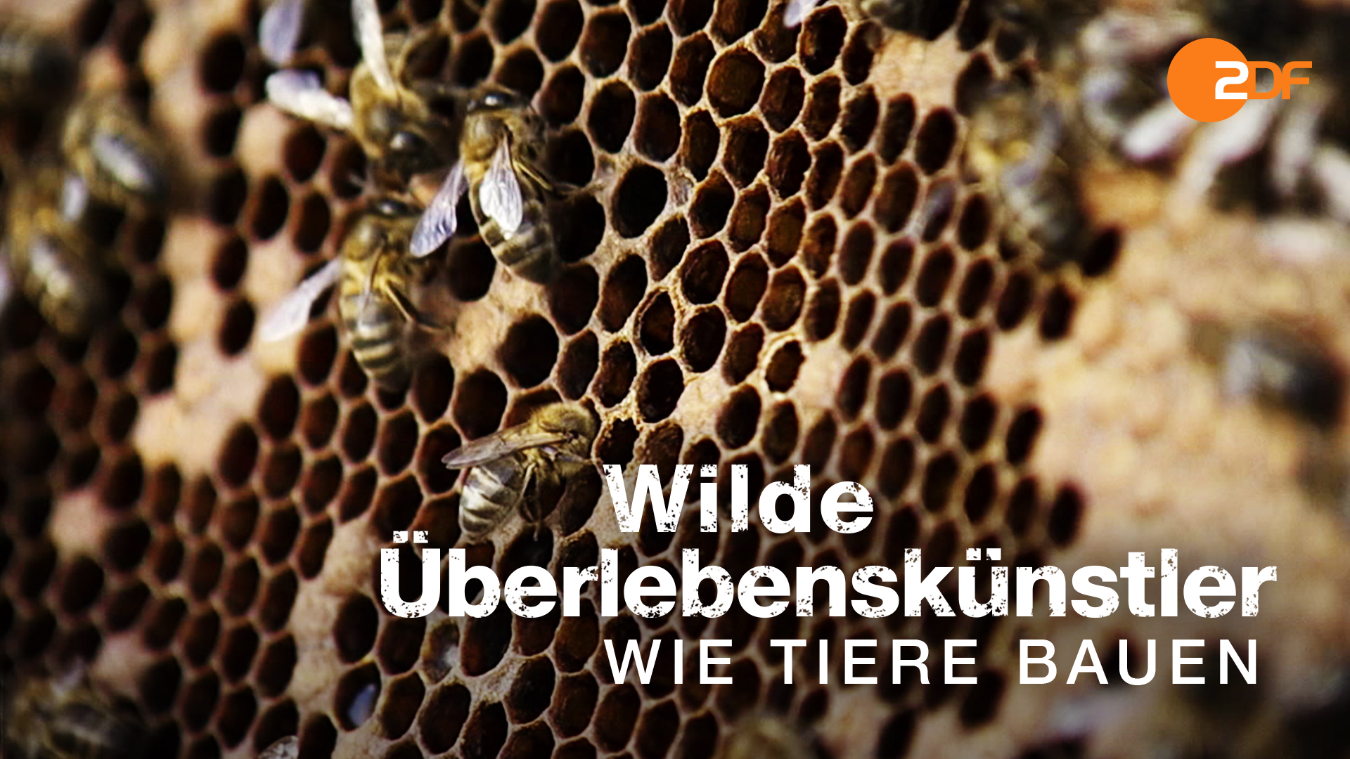 Wilde Überlebenskünstler