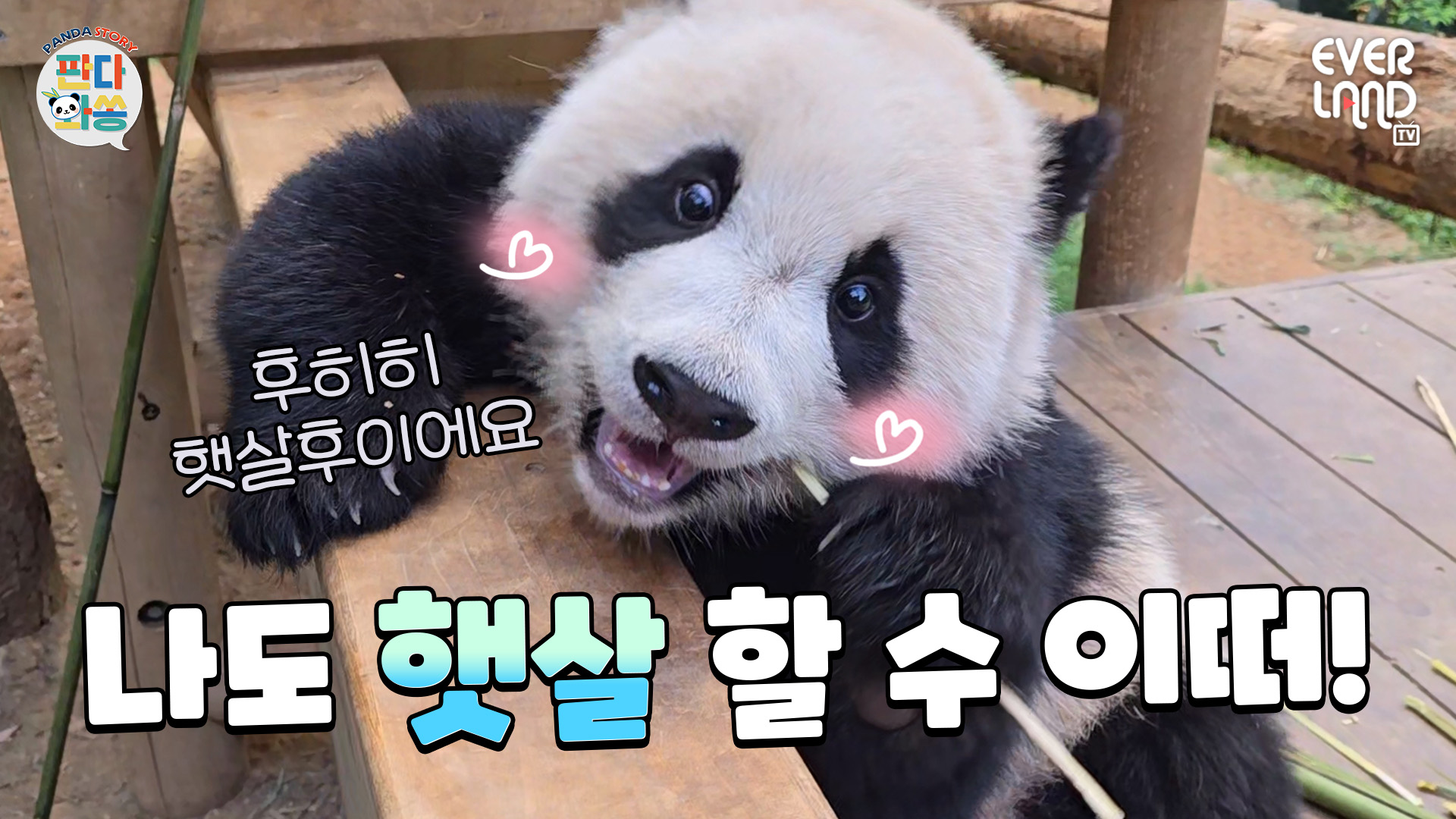 언니처럼 되고픈 후이곰쥬의 외침!! feat.찐햇살루이 155회