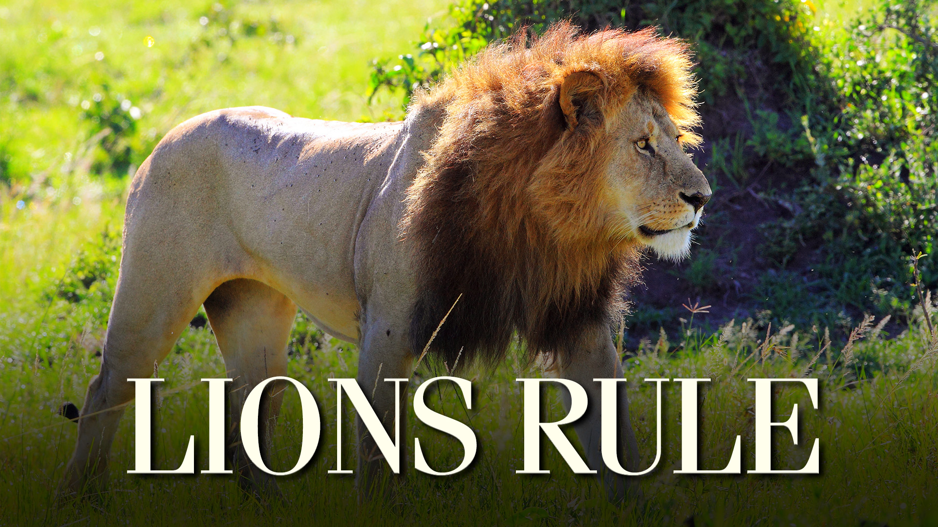 Lions Rule