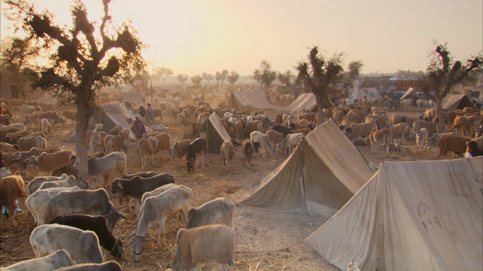 Wildest India: Thar Desert: Sacred Sands