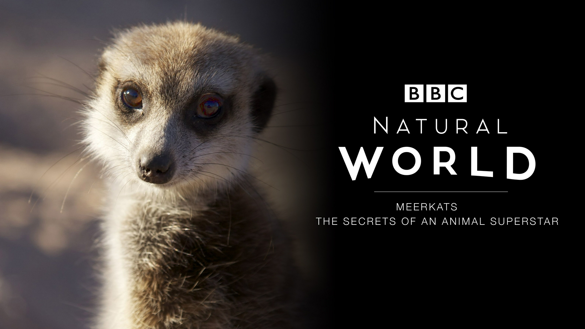 Attenboroughs schräge Vögel Erdmännchen