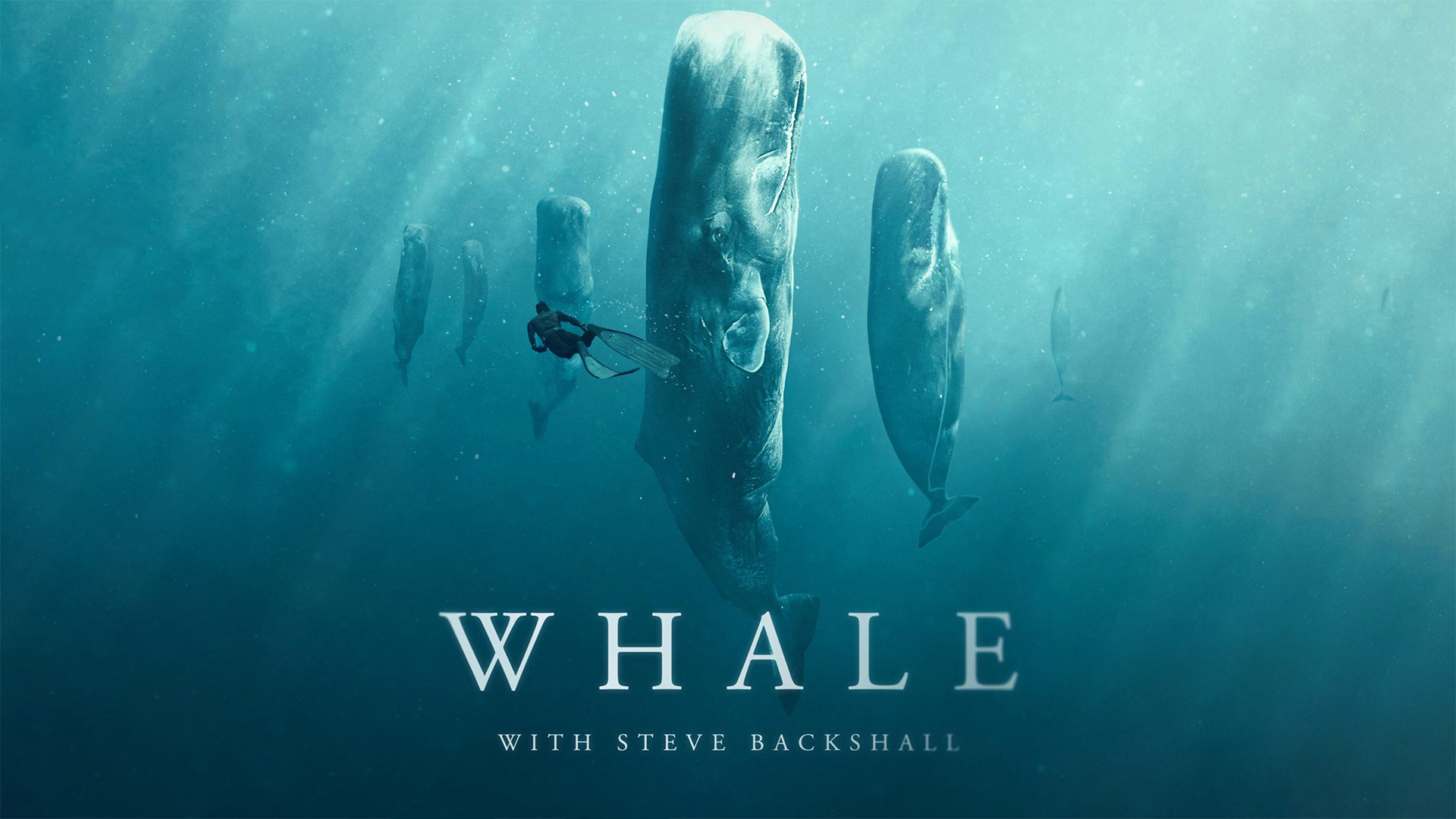 Whale with Steve Backshall