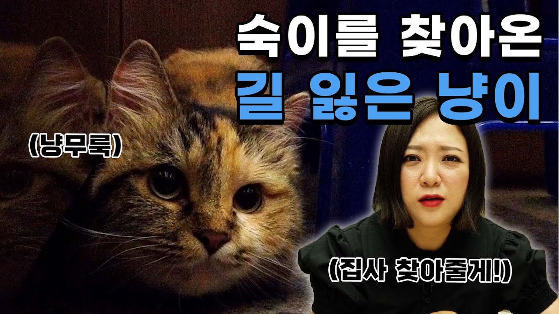 엘베에서 만난 길 잃은 아기 고양이⁉🐱 냥집사 찾아 삼만리🏃