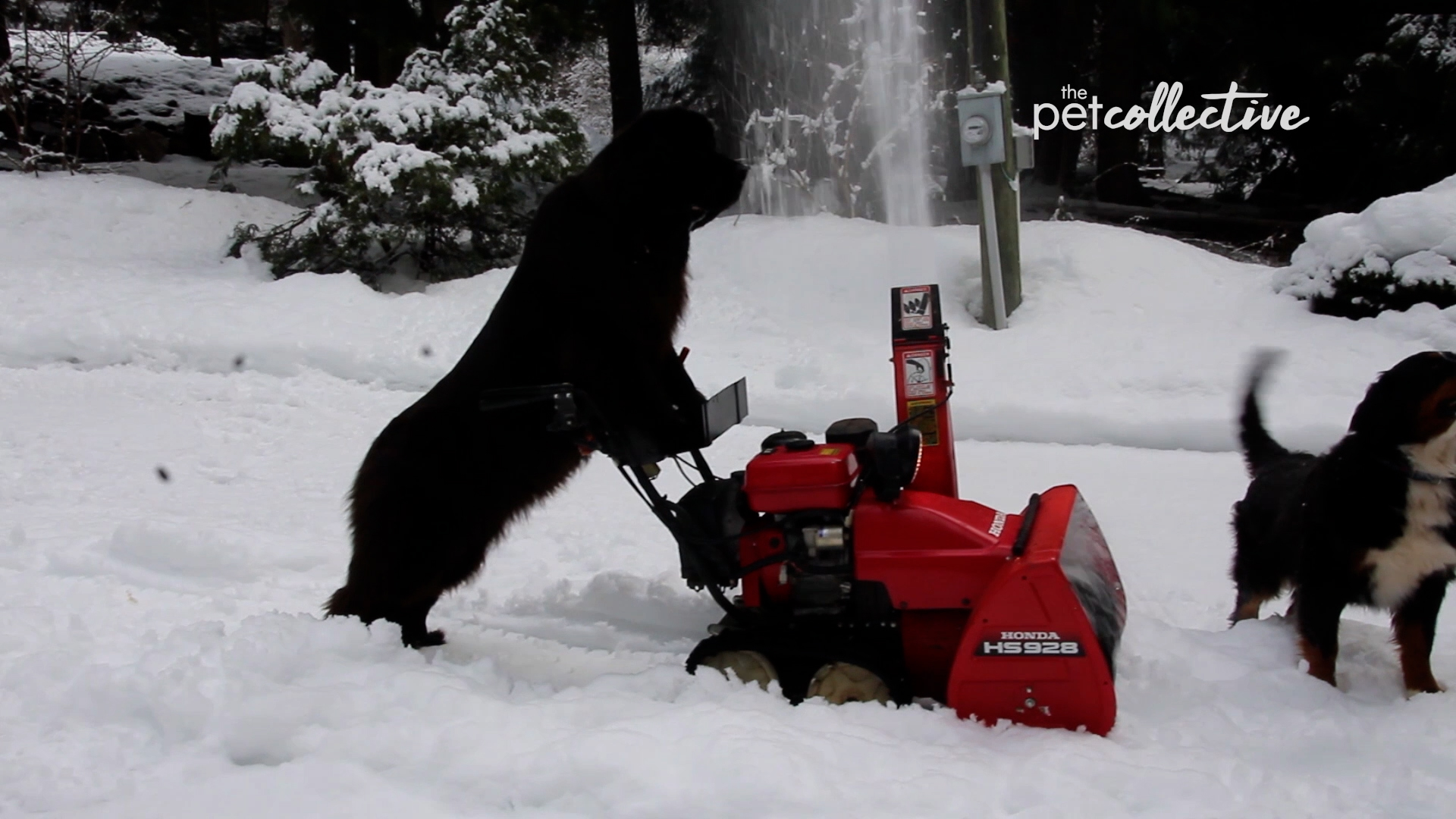 Best Pets of the Month