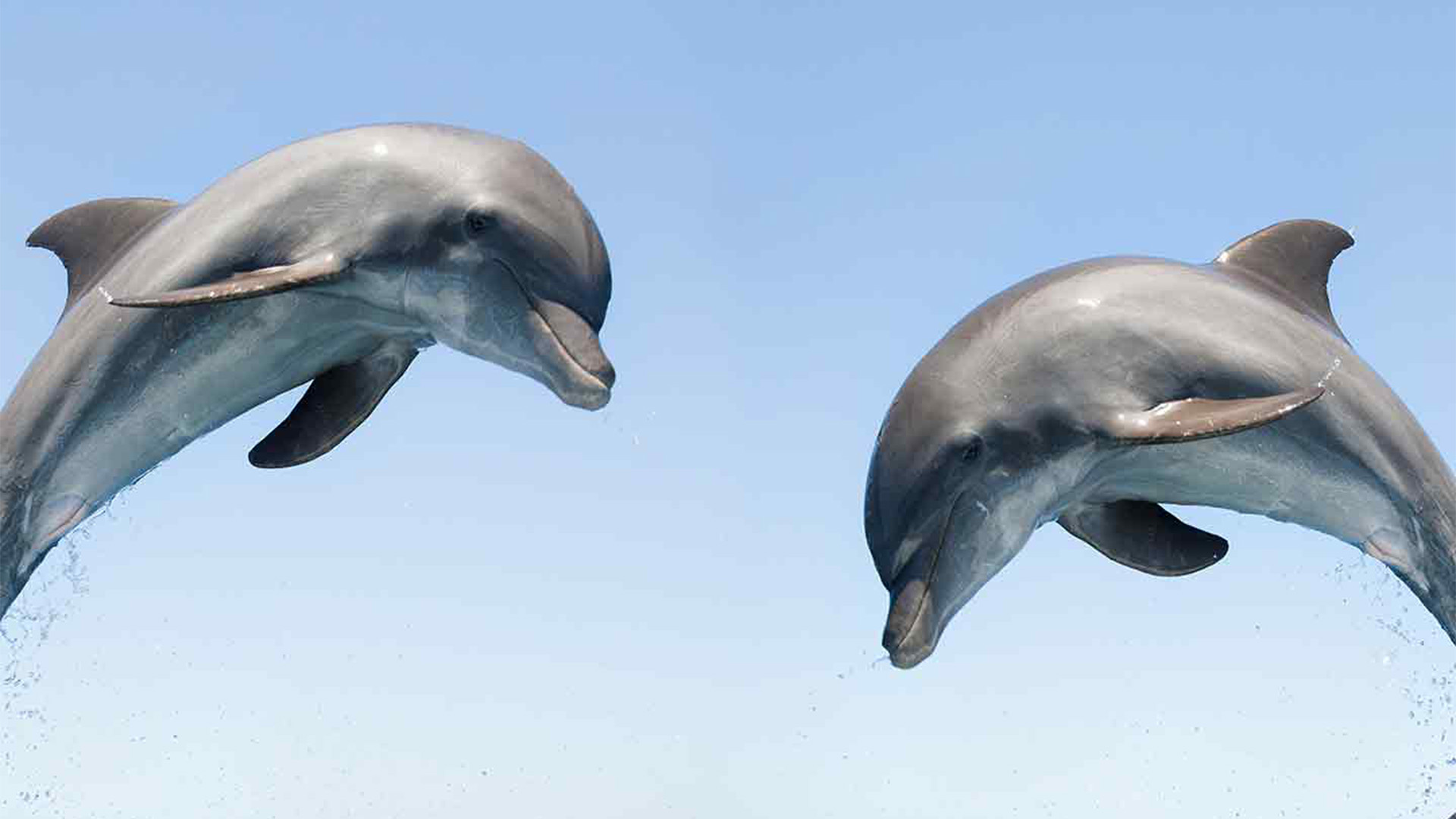 Battle of the Alphas