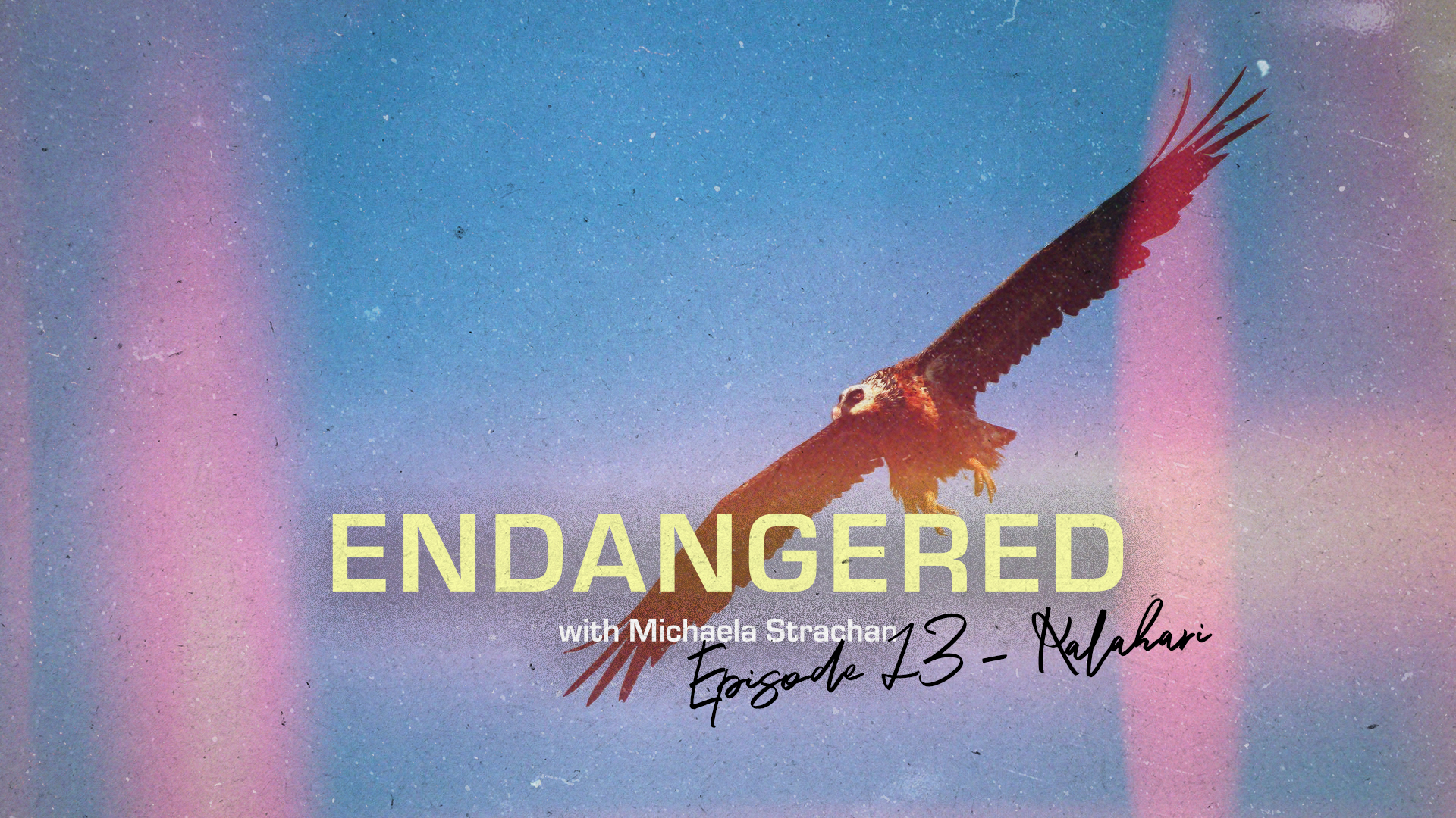 Endangered with Michaela Strachan