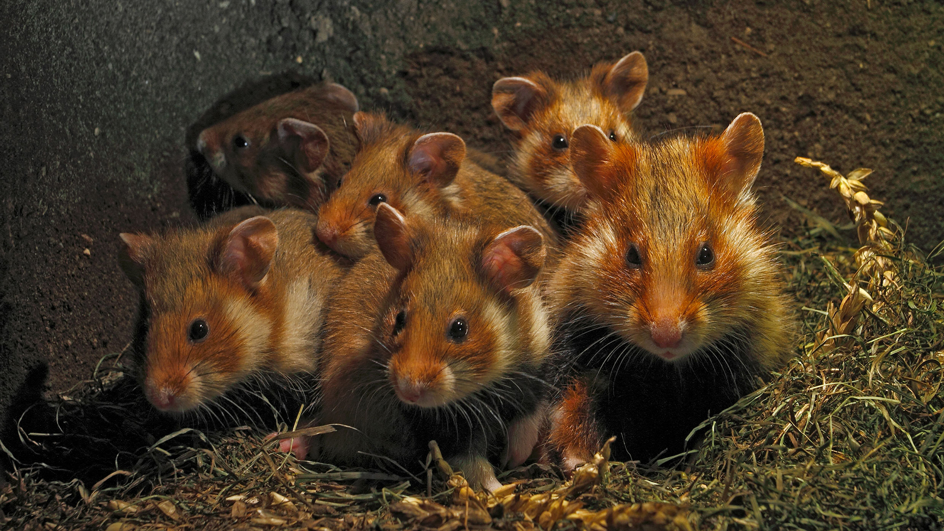 Niedersachsens kleine Helden