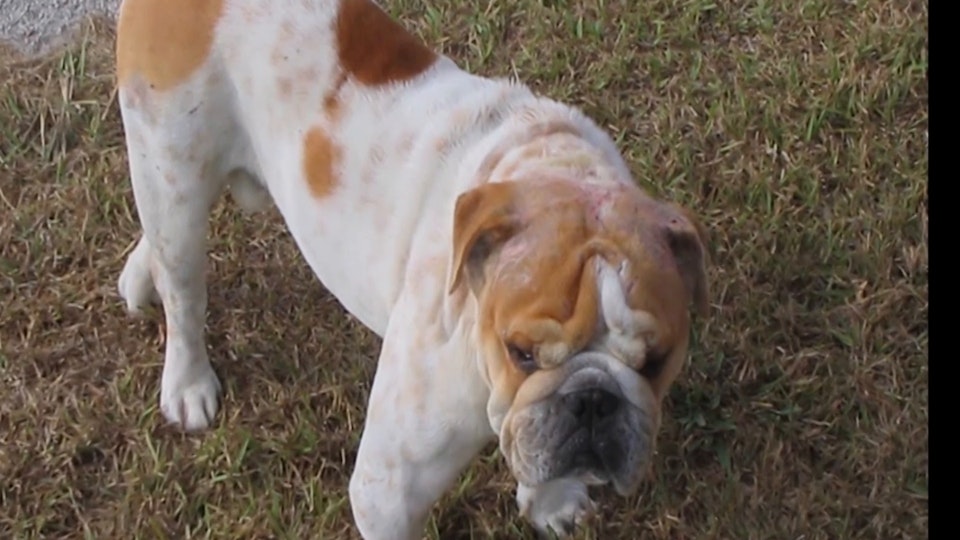 El encantador de perros