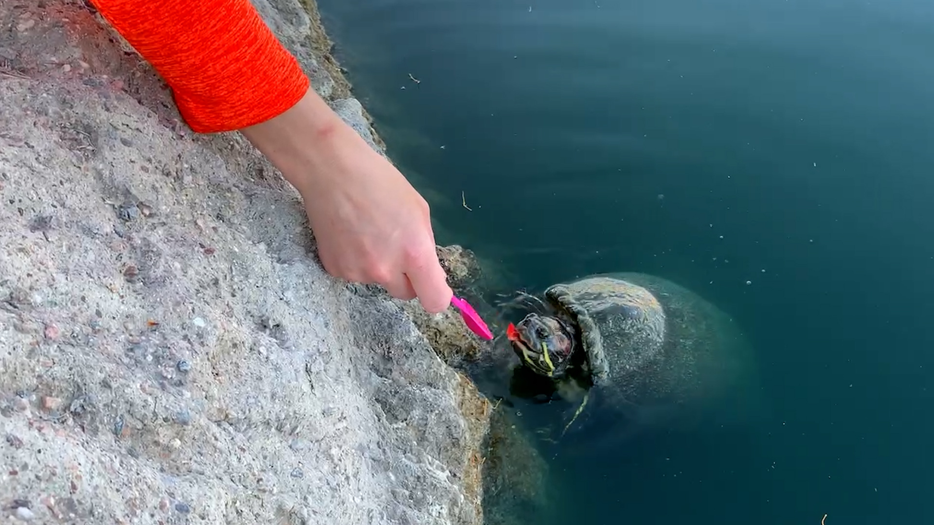 Best Pets of the Month