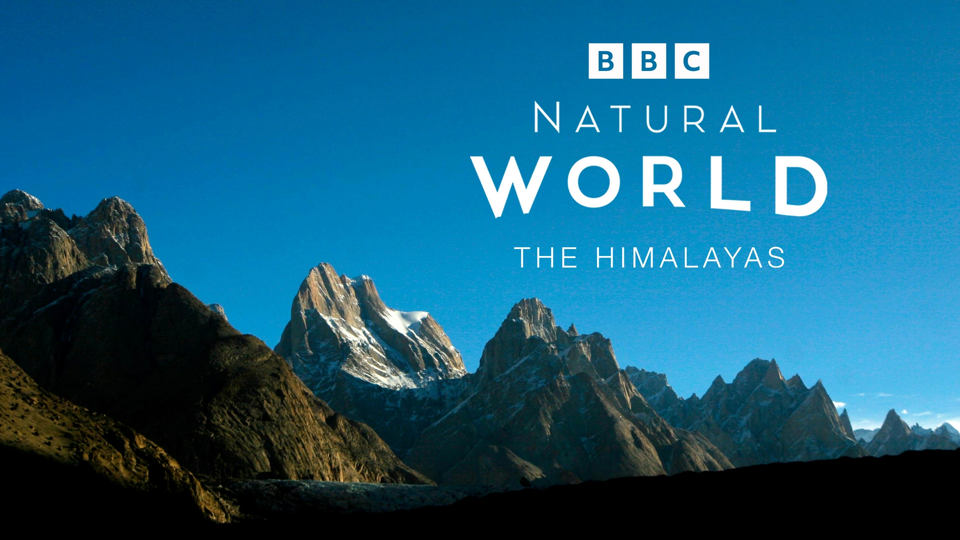 Eco: el elefante inolvidable