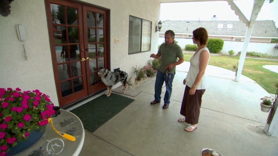 El encantador de perros