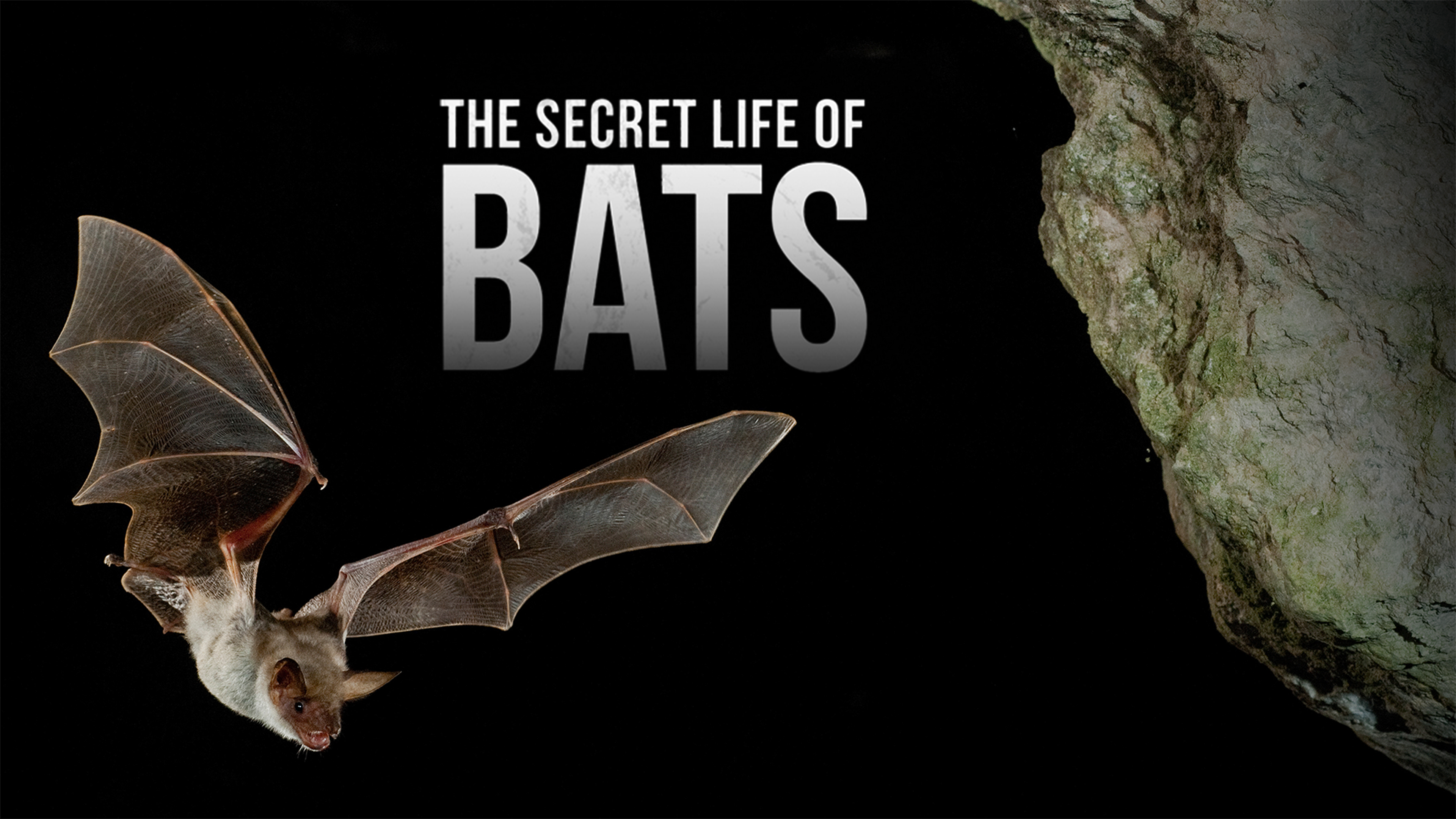 The Secret Life of Bats