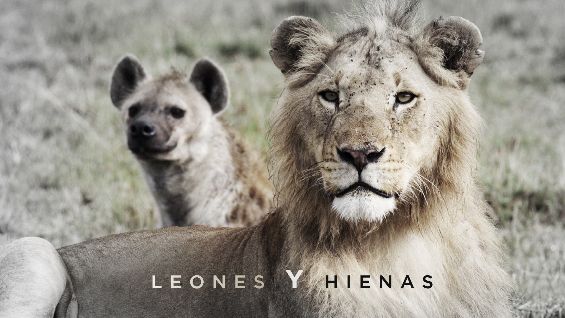 Leones y hienas