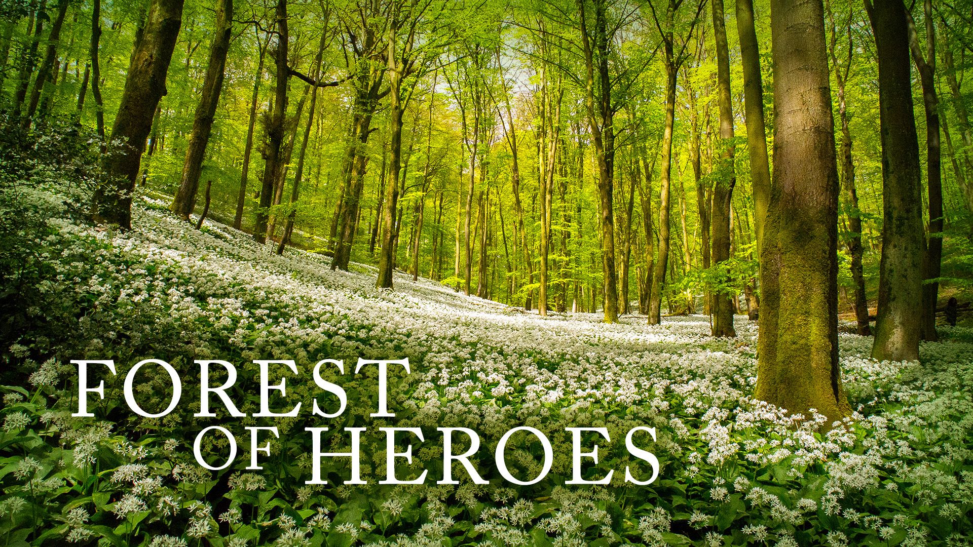 Forest of Heroes