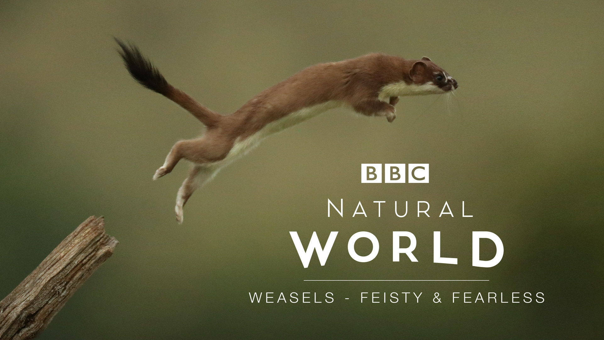 Faucon blanc Loup blanc Belettes : féroces et sans peur