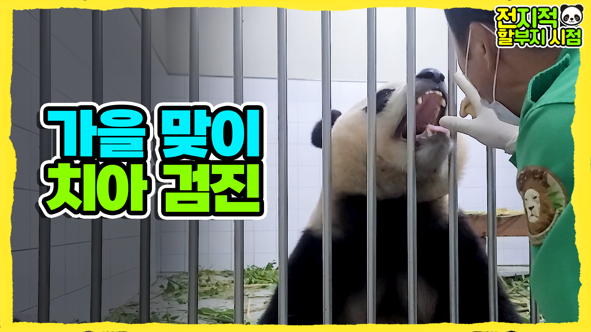 “푸바오 어린이 아~ 하세요!!” 강바오와 함께하는 판다가족의 치아 검진 3회