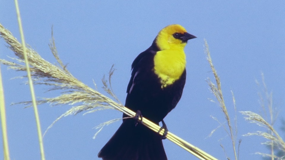 Tiere vor der Kamera