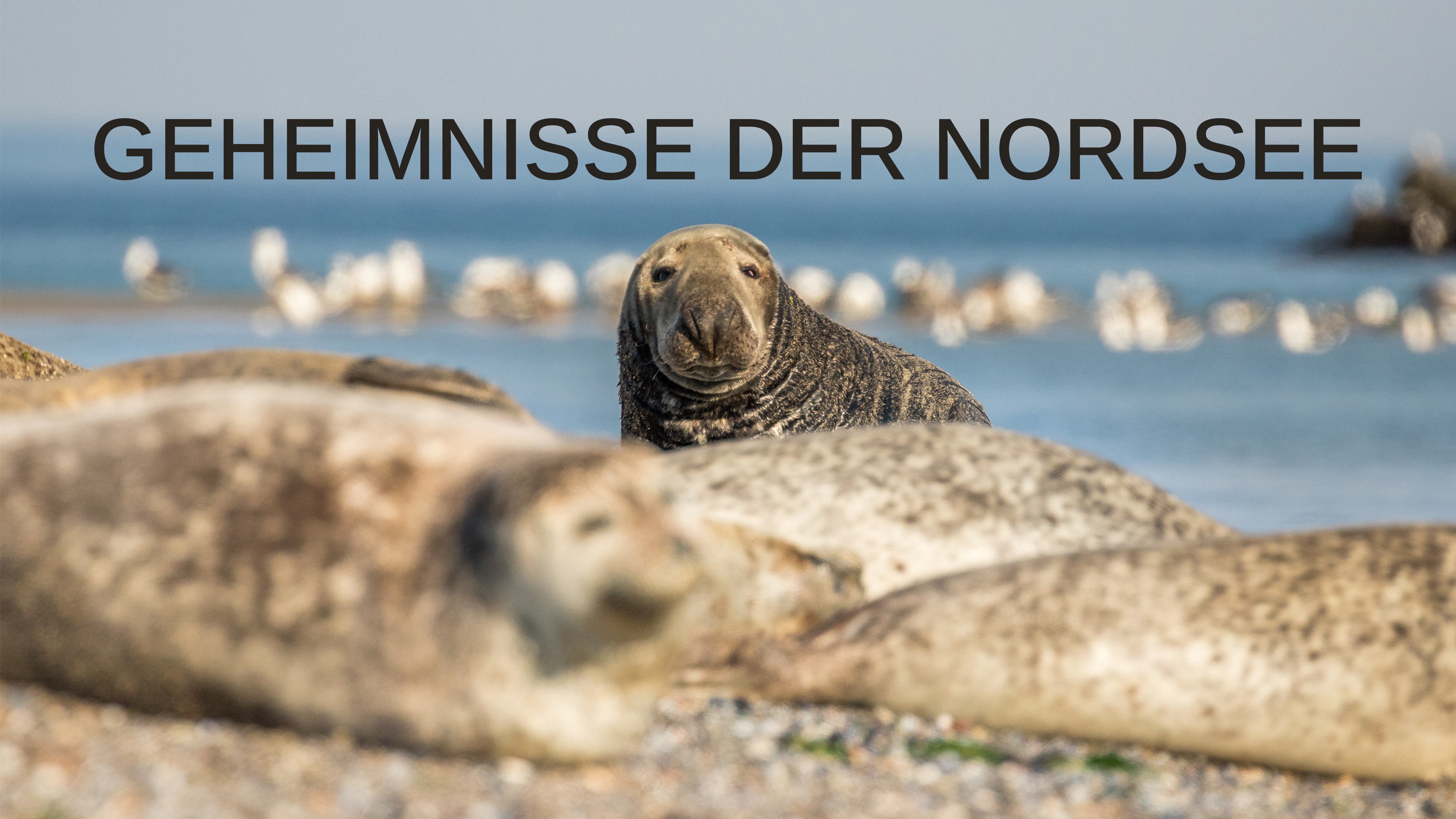 Secrets of the North Sea