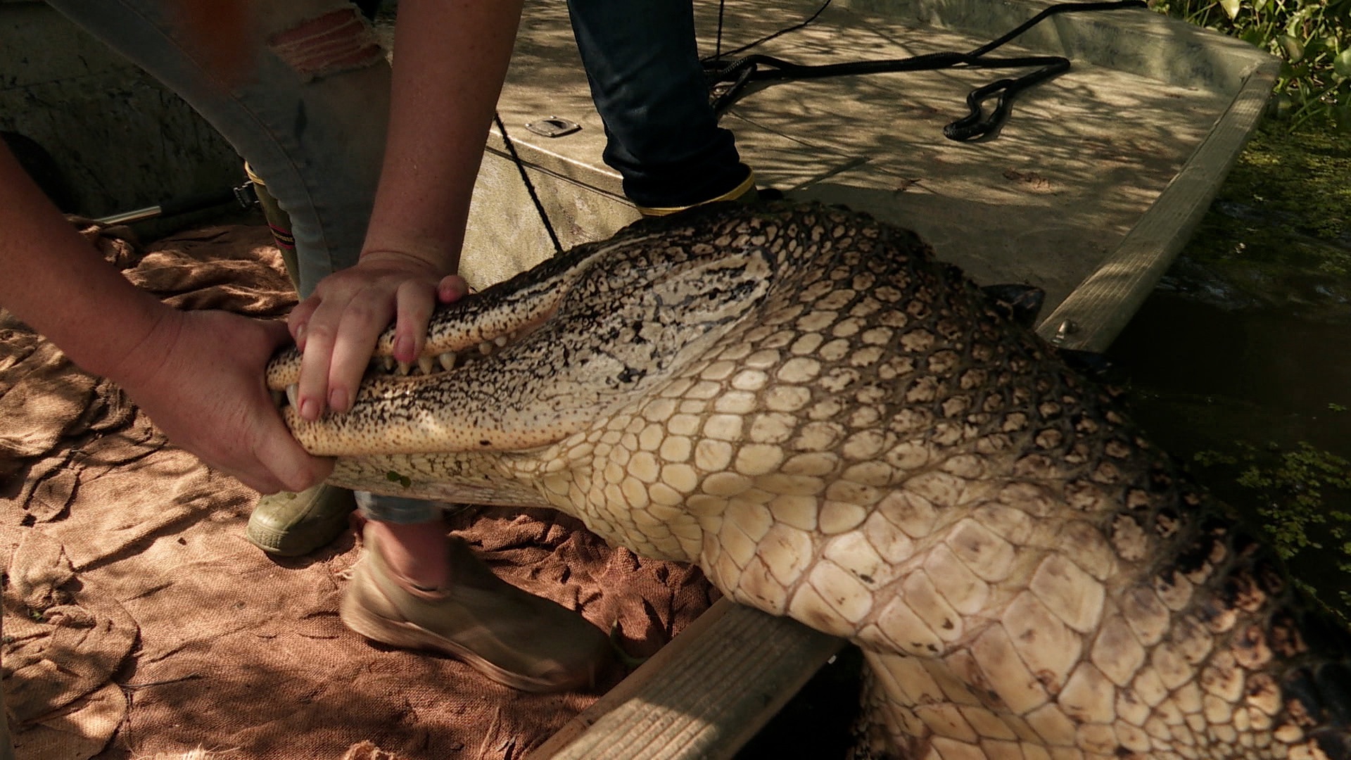 Swamp People