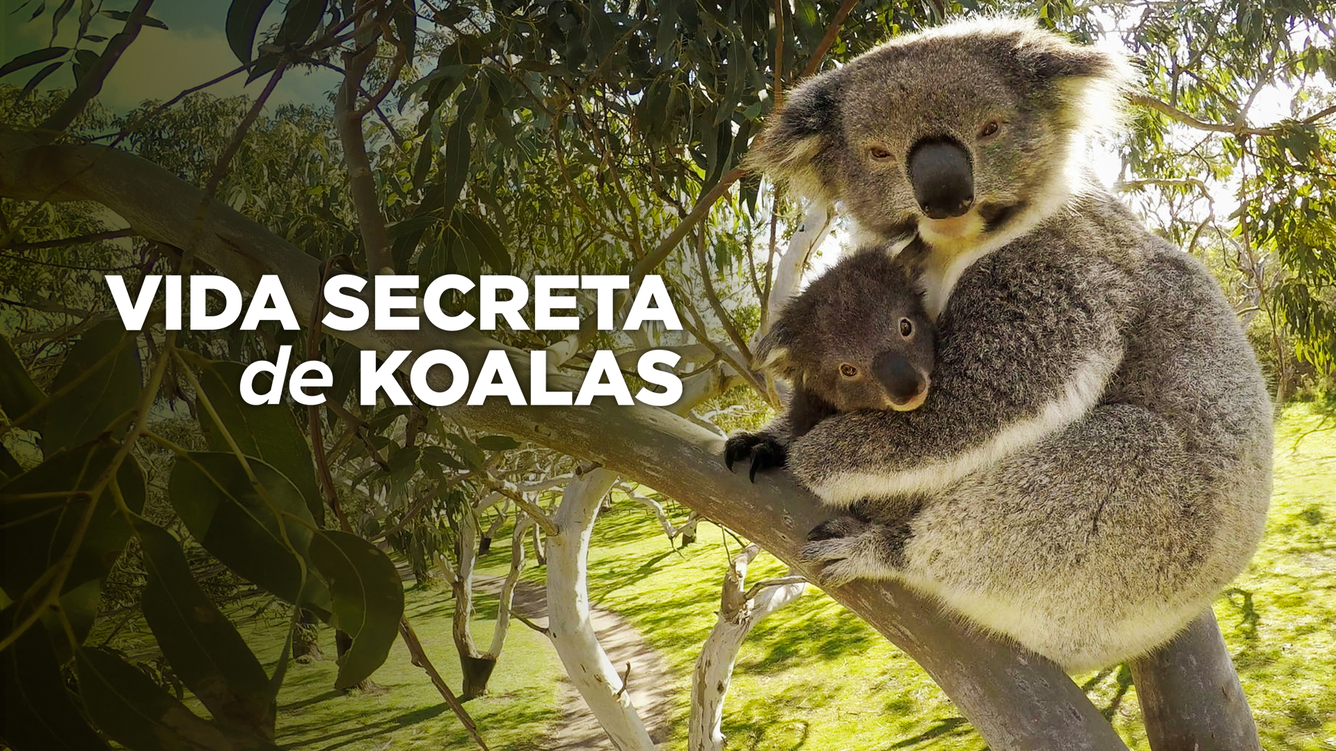 Vida Secreta de Koalas