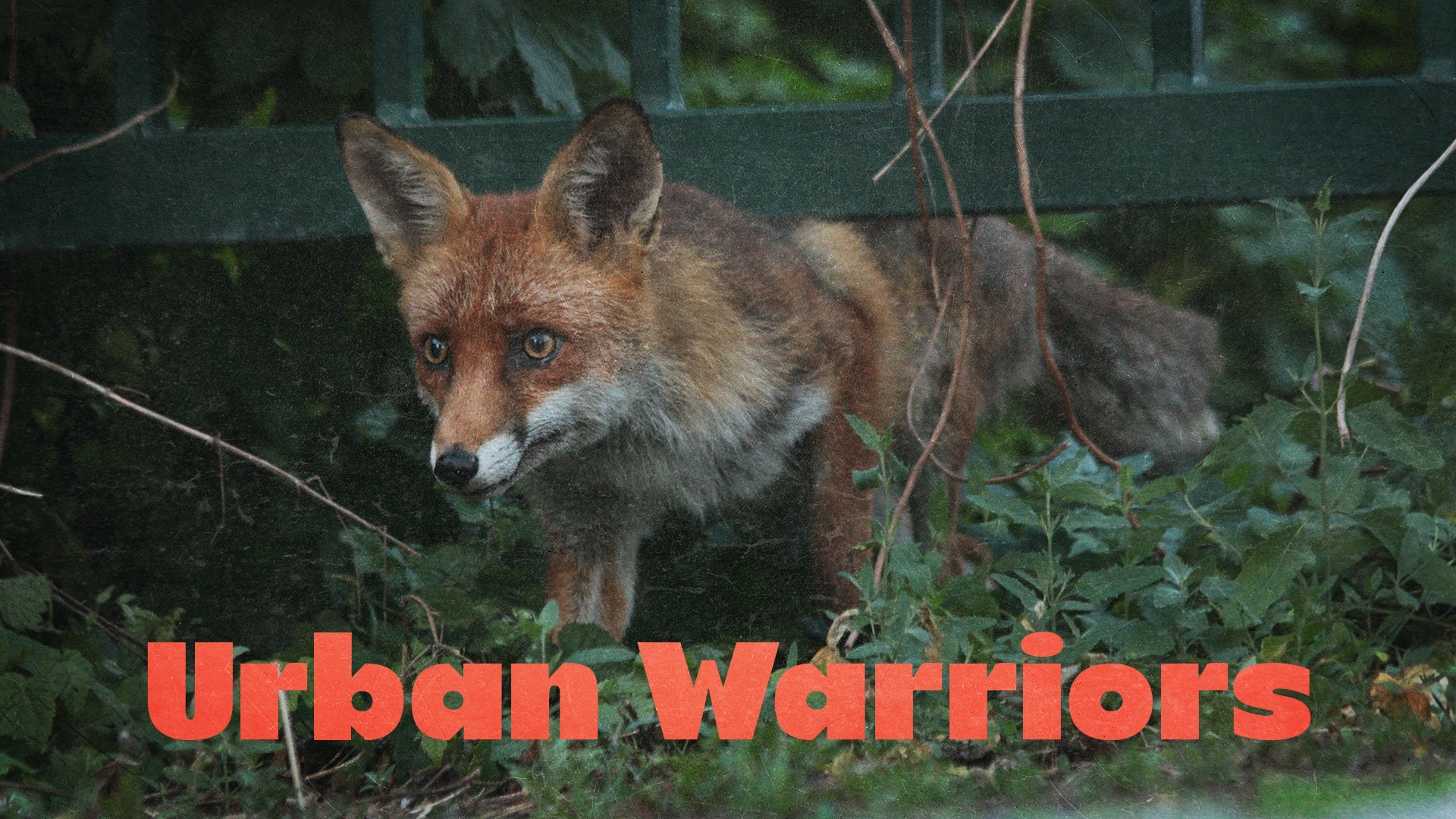 Urban Warriors