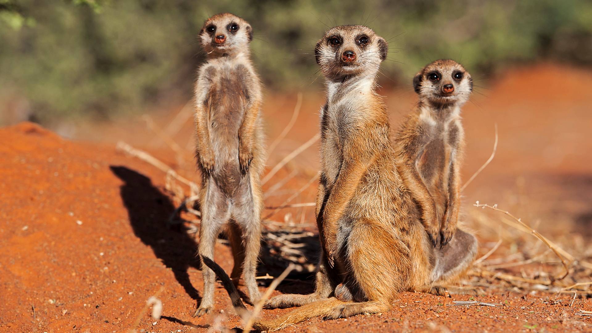 Kalahari Meerkats