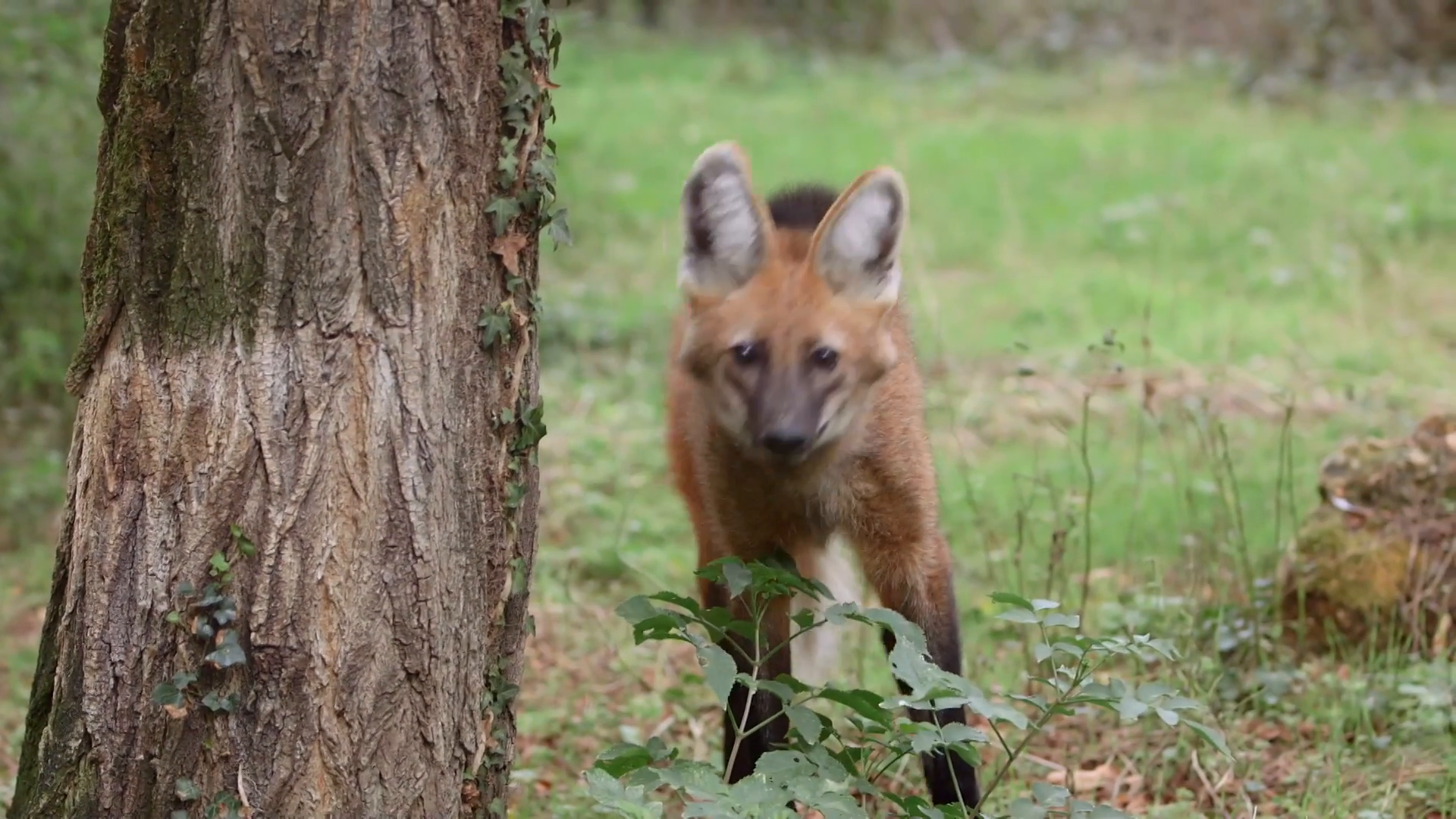 Zoo : Le défi de demain : Un chantier pharaonique
