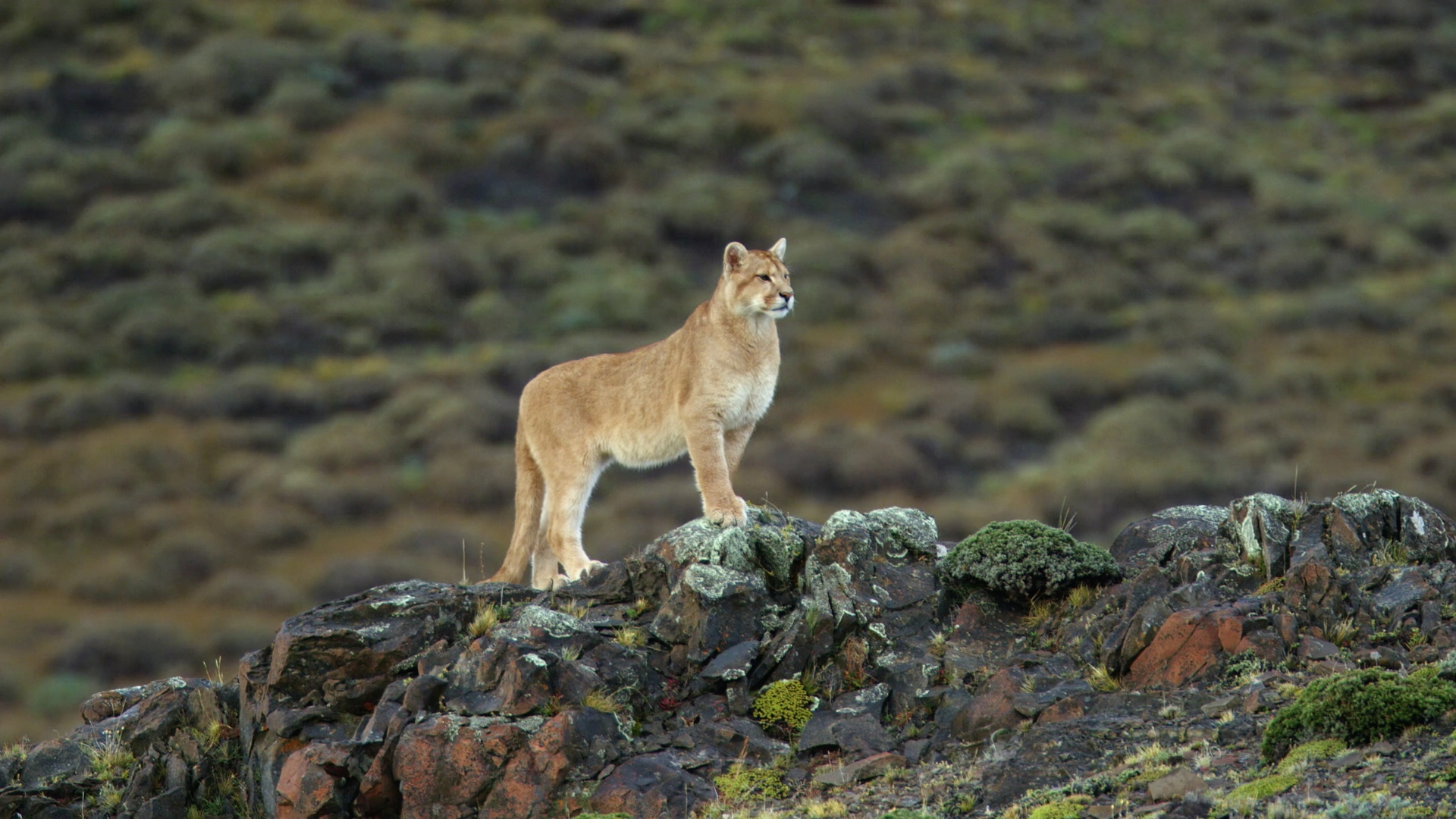 Las vidas secretas de los leopardos