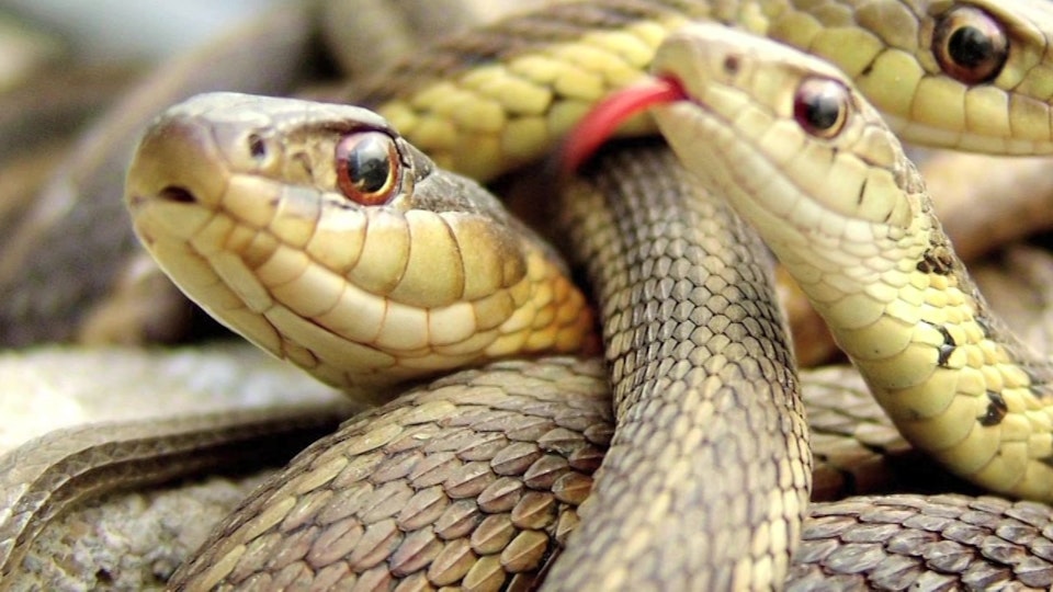 The Conspiracy Show With Richard Syrett