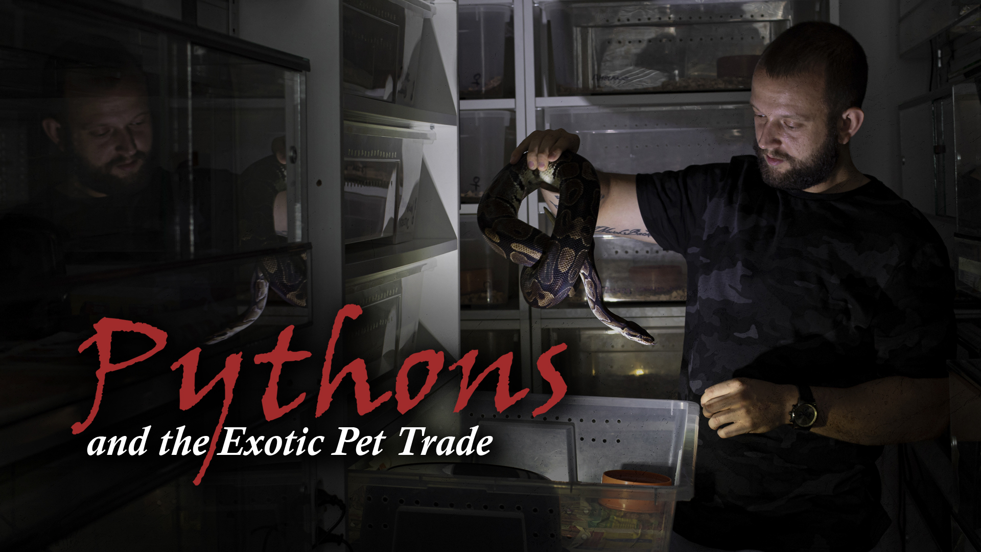 Pythons and the Exotic Pet Trade