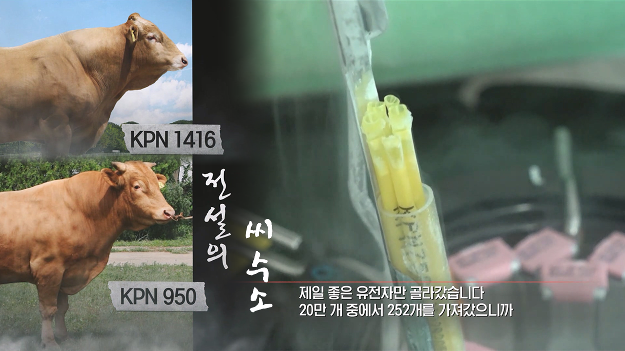 궁금한 이야기 Y 678회