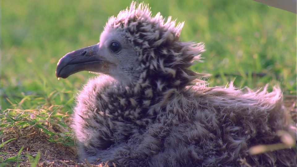 Tiere vor der Kamera